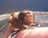 Sympetrum vulgatum
